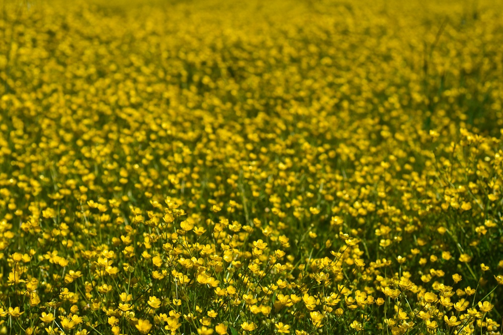 Yellow And A Happy Fellow - Ask Angel Blessing